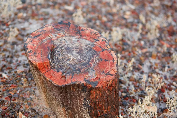 Parque Nacional Florestal Petrificado, Arizona, EUA — Fotografia de Stock