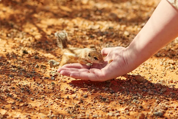 Chipmunk taking nut from a woman's hand — Stock Photo, Image