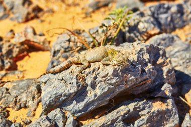 Kertenkele Sahra Çölü, Merzouga, Fas içinde taş
