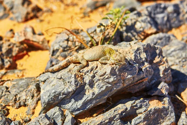 Kertenkele Sahra Çölü, Merzouga, Fas içinde taş