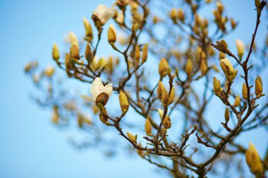 Manolya ağacı çiçeği bir bahar gününde