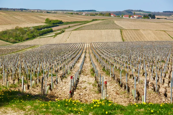 Szőlőültetvények, Burgundia az elején a tavasz — Stock Fotó