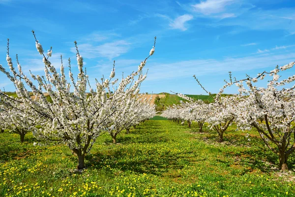 咲くリンゴや桜の木、フランス ブルゴーニュ — ストック写真