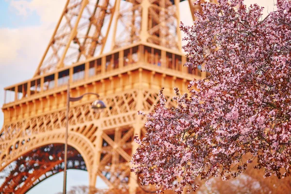 Hermoso árbol de cerezo y la Torre Eiffel. Enfoque en flores — Foto de Stock