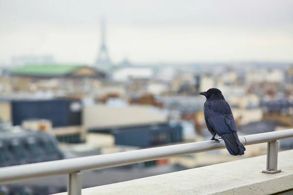 Black raven on a roof in Paris and looking at the Eiffel tower — Stock Photo, Image