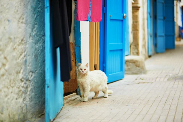 Essaouira, Fas Medine'de bir sokakta beyaz kedi — Stok fotoğraf