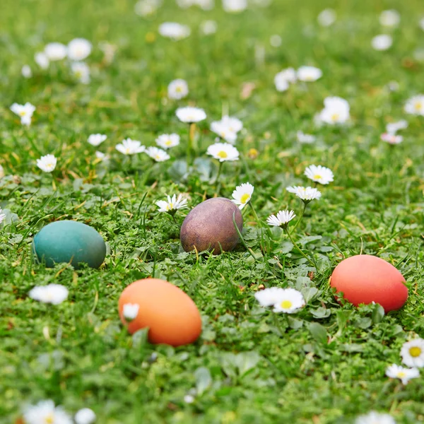 Colorful Easter eggs hidden in the green grass