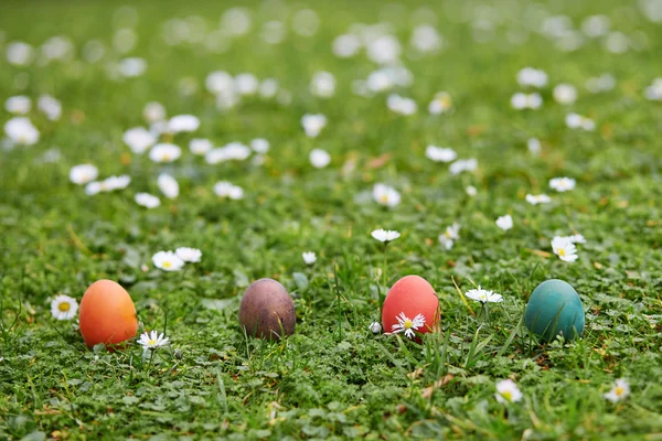 Coloridos huevos de Pascua escondidos en la hierba verde —  Fotos de Stock