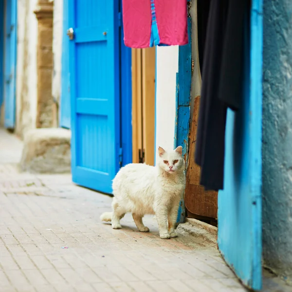 Essaouira, Fas Medine'de bir sokakta beyaz kedi — Stok fotoğraf