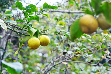 Bir ağaç dalı üzerinde olgunlaşmış taze limon