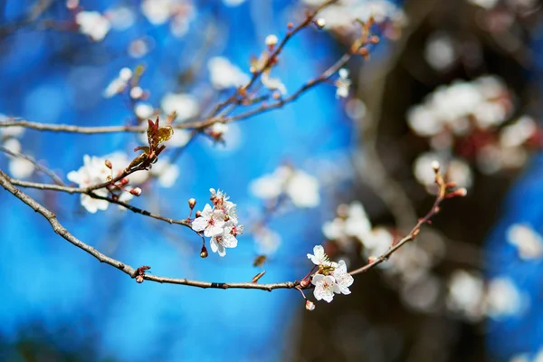 Cherry blossom in full bloom — Stock Photo, Image