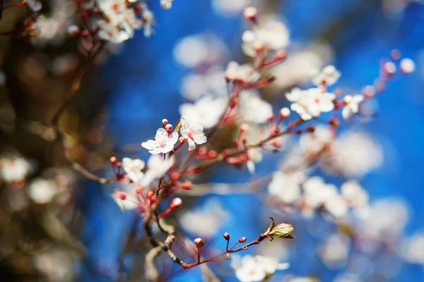 Fiore di ciliegio in piena fioritura — Foto Stock