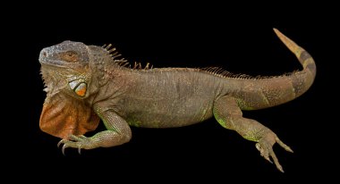 Siyah izole kahverengi varans.