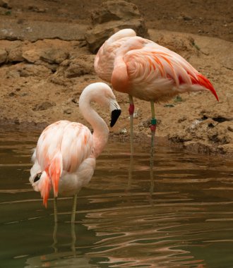 Flamingo grup.