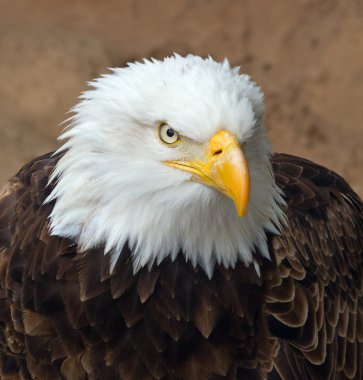 Bir kartalın başı.