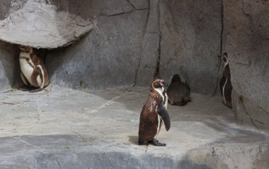 Penguenler evlerinde.