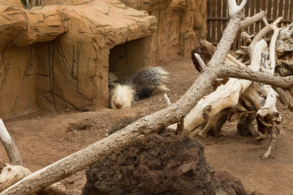 Ζωή του porcupines. — Φωτογραφία Αρχείου