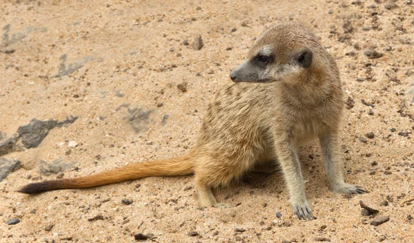 Az egyik suricates. — Stock Fotó