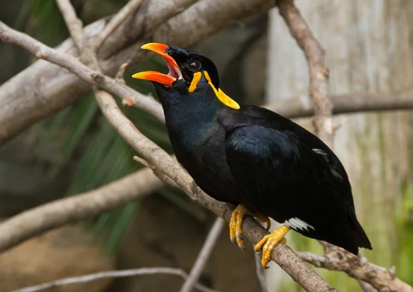 Uccello su un albero. — Foto Stock