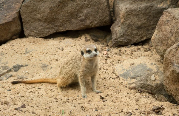 En av suricates. — Stockfoto