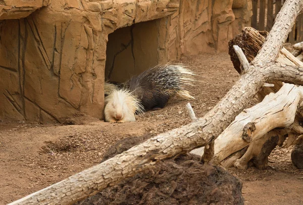 Livet av porcupines. — Stockfoto