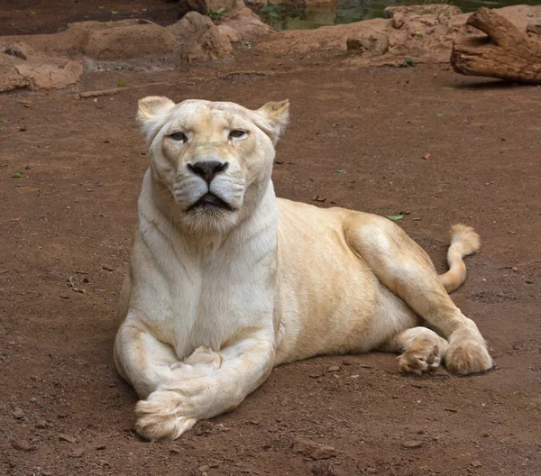 Ζωή λευκά λιοντάρια. — Φωτογραφία Αρχείου