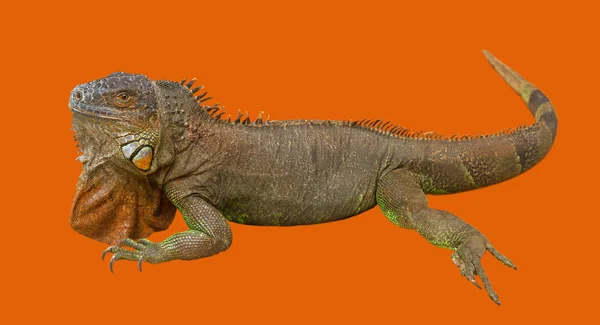 Brown varan ,  isolated on orange. — Stockfoto