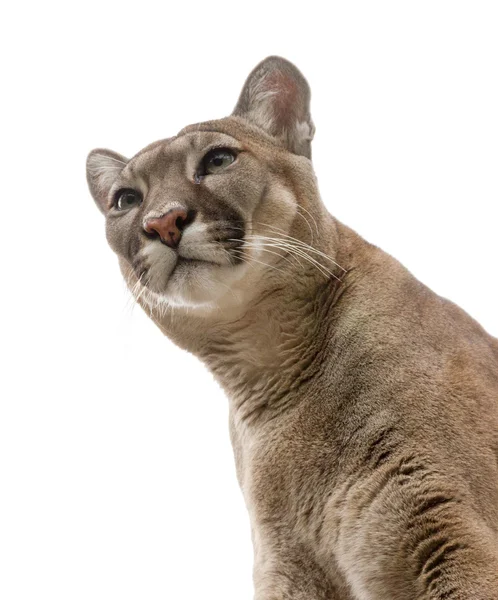 Cougar on white surface. — Stock Photo, Image