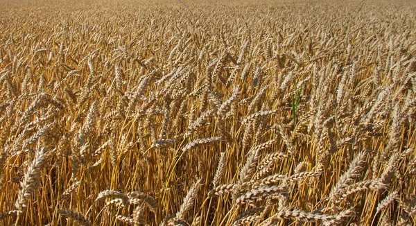 Протирати пшеницю на полі . — стокове фото