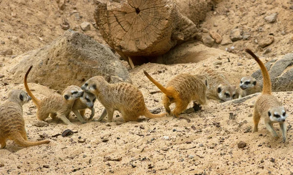 Grupp av suricates. — Stockfoto