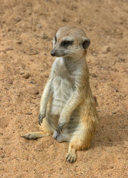 One of suricates. — Stock Photo, Image