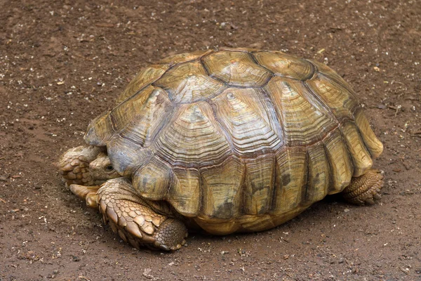 Schildpad in de tuin. — Stockfoto