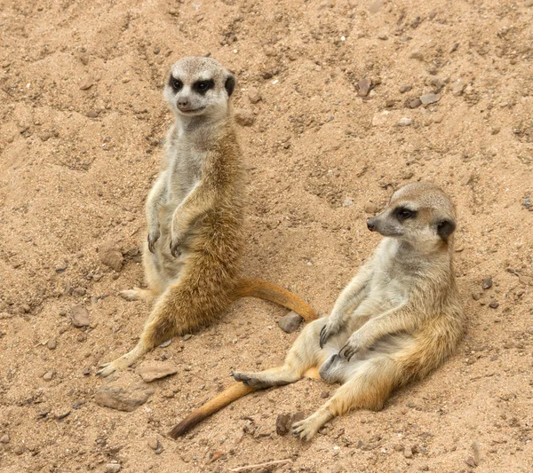 Gruppo di suricati . — Foto Stock