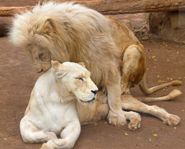 Life of white lions.