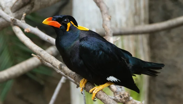 Uccello su un albero. — Foto Stock