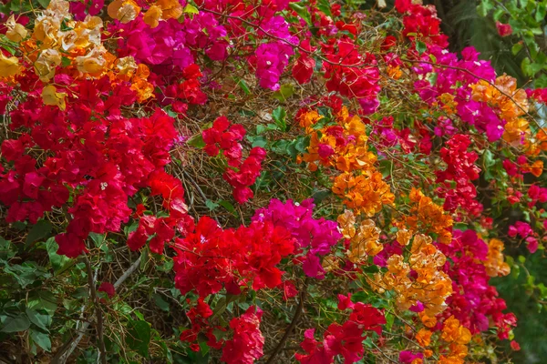 Bush çok renkli çiçek. — Stok fotoğraf