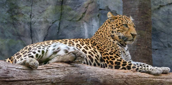 Leopard in a cage. — Stock Photo, Image