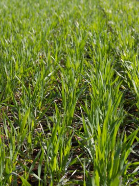 buğday alan üzerinde büyüyen.