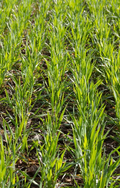 Growing wheat on field. — Stock Photo, Image