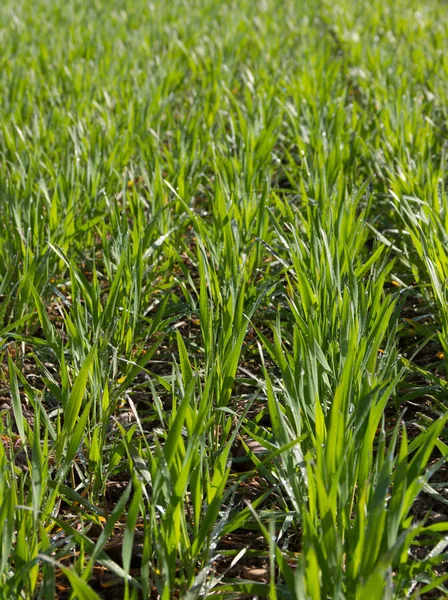 Weizenanbau auf dem Feld. — Stockfoto