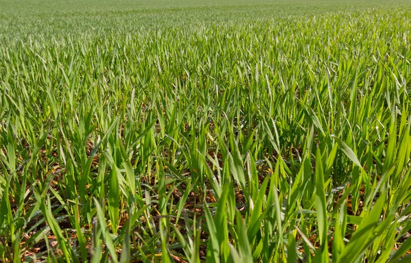 Weizenanbau auf dem Feld. — Stockfoto