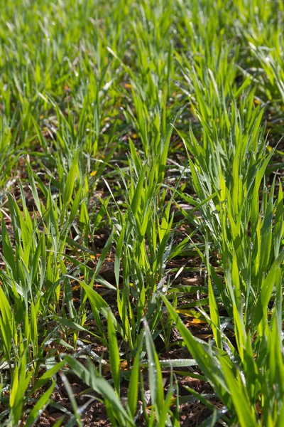 Вирощування пшениці на полі . — стокове фото