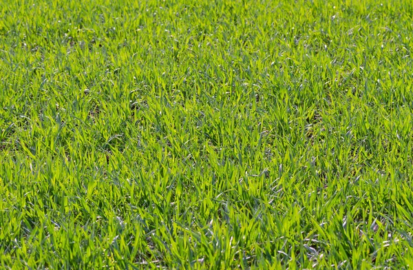 Campo di grano verde. — Foto Stock