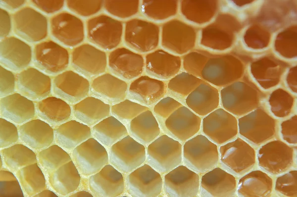 Quadro de favo de mel . — Fotografia de Stock