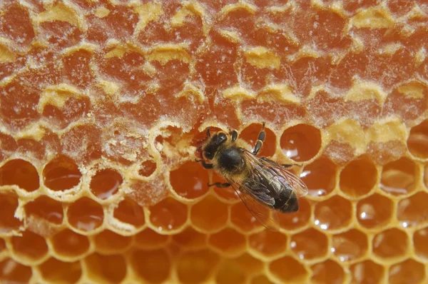 हनीकॉम पर मधुमक्खी का क्लोजअप . — स्टॉक फ़ोटो, इमेज