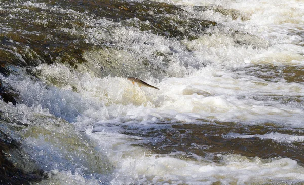 Vis gaan upstream voor het kuitschieten. — Stockfoto