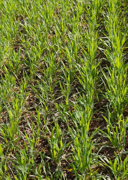 Growing wheat on field. — Stock Photo, Image
