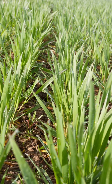 Frühlingsweizenfeld. — Stockfoto