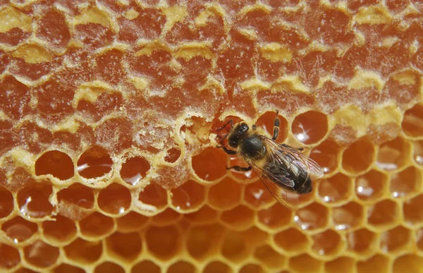 Primer plano de la abeja en panal . —  Fotos de Stock