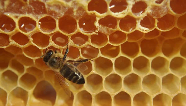 Primer plano de la abeja en panal . — Foto de Stock